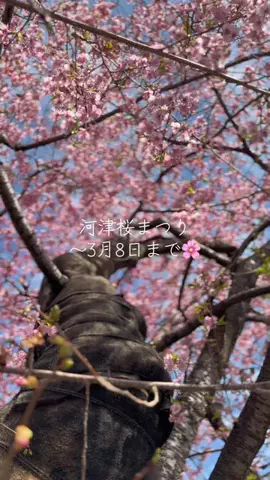 fumi📸3776🖼️のTikTok投稿