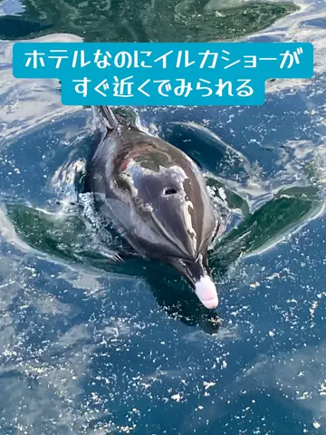 Yossie-出張と一人旅のTikTok投稿