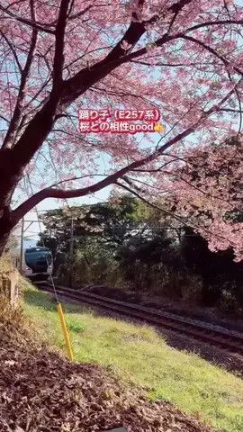 fumi📸3776🖼️のTikTok投稿