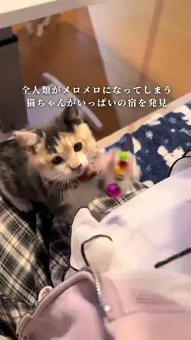 しおり｜女子向けおでかけ・旅行情報🎀のTikTok投稿