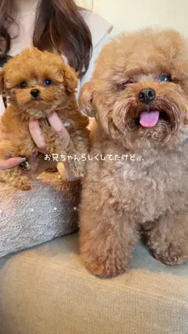 むぎ🍫🧸のTikTok投稿