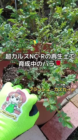ばらちゃんのTikTok投稿