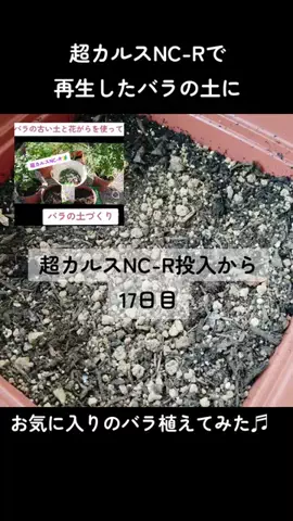 ばらちゃんのTikTok投稿