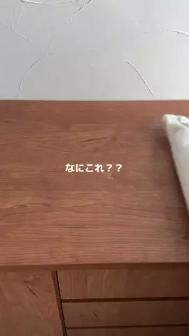 ｳﾆ。のTikTok投稿