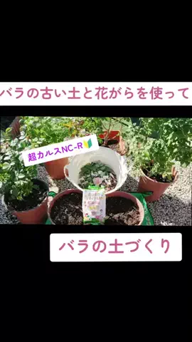 ばらちゃんのTikTok投稿