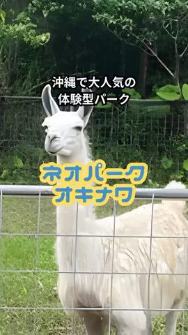 おっきー 🍍沖縄人のTikTok投稿