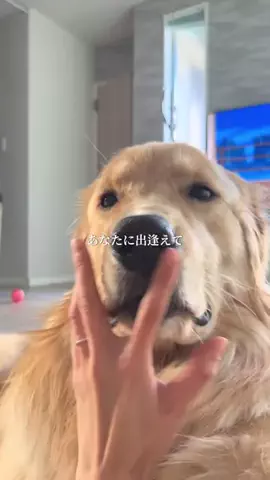 ルカの成長日記のTikTok投稿