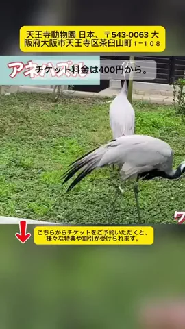 Tiếng Nhật DaisukiのTikTok投稿