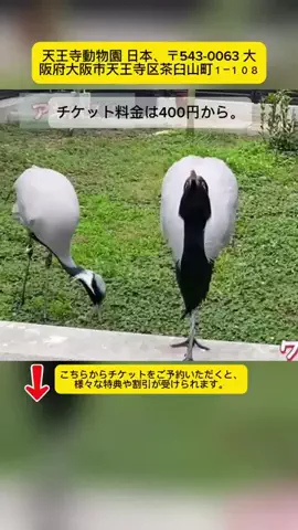 Tiếng Nhật DaisukiのTikTok投稿