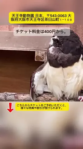 Tiếng Nhật DaisukiのTikTok投稿