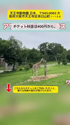 Tiếng Nhật DaisukiのTikTok投稿