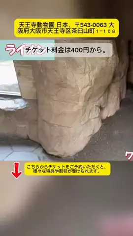 Tiếng Nhật DaisukiのTikTok投稿