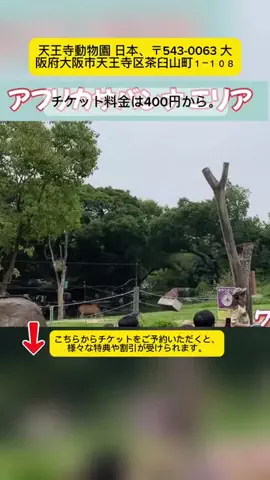 Tiếng Nhật DaisukiのTikTok投稿