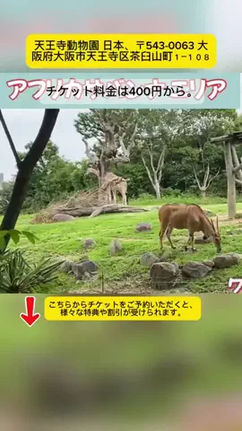 Tiếng Nhật DaisukiのTikTok投稿