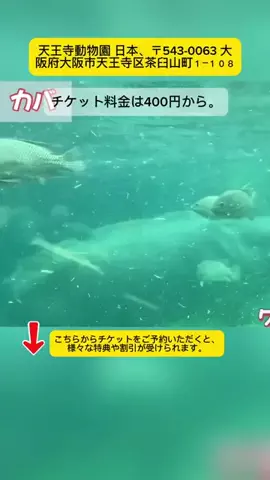 Tiếng Nhật DaisukiのTikTok投稿