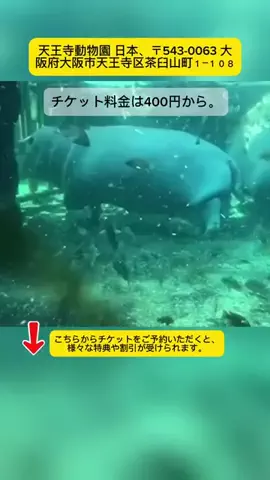 Tiếng Nhật DaisukiのTikTok投稿
