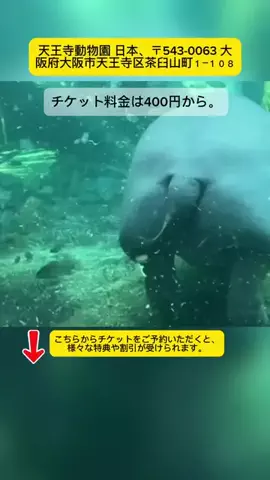 Tiếng Nhật DaisukiのTikTok投稿
