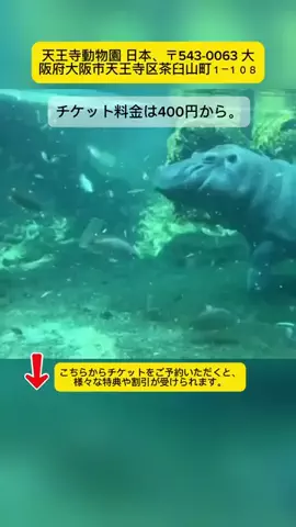 Tiếng Nhật DaisukiのTikTok投稿