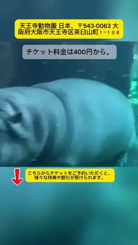 Tiếng Nhật DaisukiのTikTok投稿