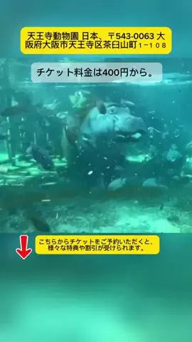 Tiếng Nhật DaisukiのTikTok投稿