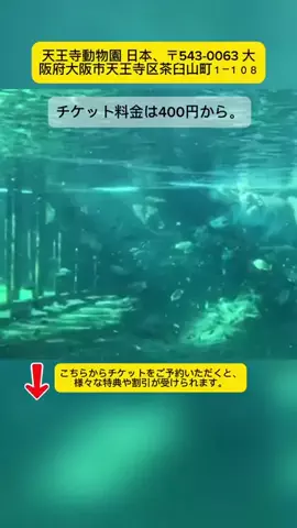 Tiếng Nhật DaisukiのTikTok投稿