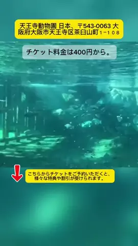 Tiếng Nhật DaisukiのTikTok投稿
