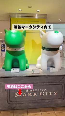 puchi_maoのTikTok投稿