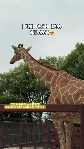puchi_maoのTikTok投稿