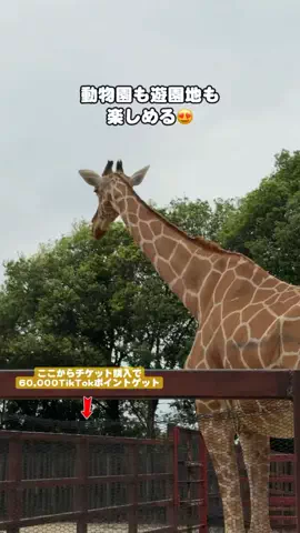 puchi_maoのTikTok投稿