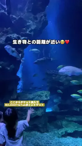 puchi_maoのTikTok投稿