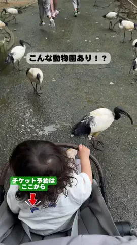 puchi_maoのTikTok投稿