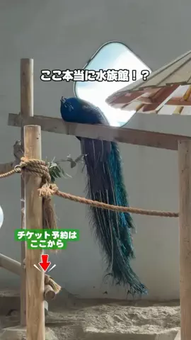 puchi_maoのTikTok投稿
