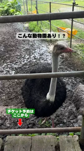 puchi_maoのTikTok投稿