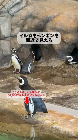puchi_maoのTikTok投稿