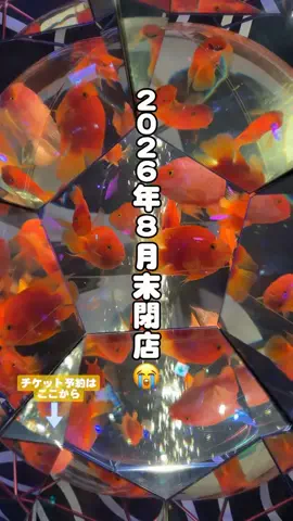puchi_maoのTikTok投稿