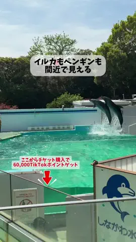 puchi_maoのTikTok投稿