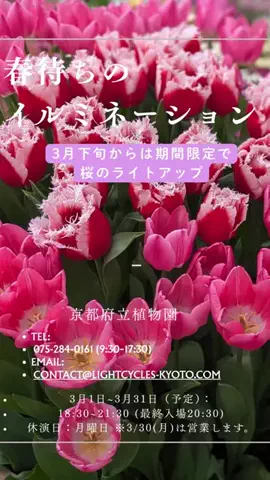 京都コンシェル❀めぐみ❀のTikTok投稿