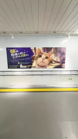 なちゅんぱ🐾💋のTikTok投稿