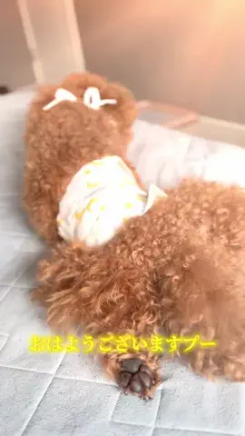 グレン君🐶トイプ🐶Hi i'm GLEN🐶のTikTok投稿