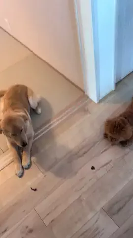 グレン君🐶トイプ🐶Hi i'm GLEN🐶のTikTok投稿