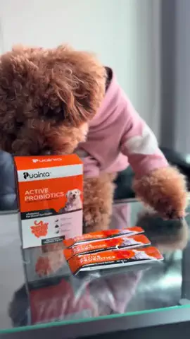 トイプードルのグレン君Hi i'm GLEN🐶のTikTok PR投稿：#プロバイオティクス #犬猫用プロバイオティクス #犬用サ…