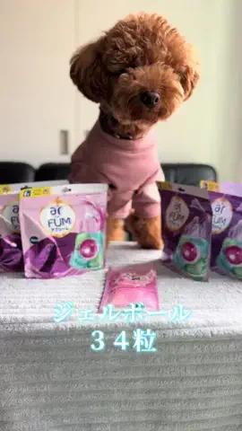 トイプードルのグレン君Hi i'm GLEN🐶のTikTok PR投稿：#アフュームジェルボール #アフュームピンクラブ #アフュ…