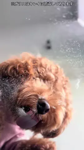 トイプードルのグレン君Hi i'm GLEN🐶のTikTok PR投稿：グレン君腸活始めました♡ グレン君ペロペロしてます♡#…