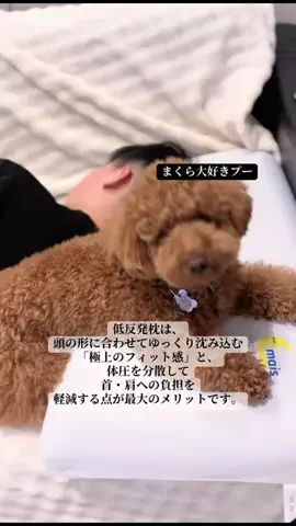 グレン君🐶トイプ🐶Hi i'm GLEN🐶のTikTok投稿