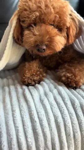 グレン君🐶トイプ🐶Hi i'm GLEN🐶のTikTok投稿