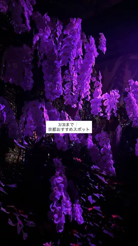 なみちゃん旅のTikTok投稿