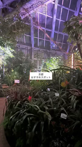 なみちゃん旅のTikTok投稿
