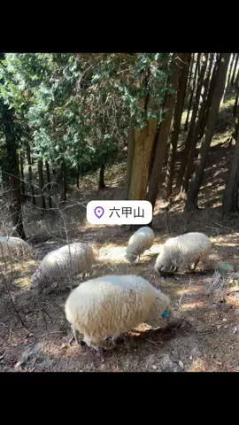 なみちゃん旅のTikTok投稿