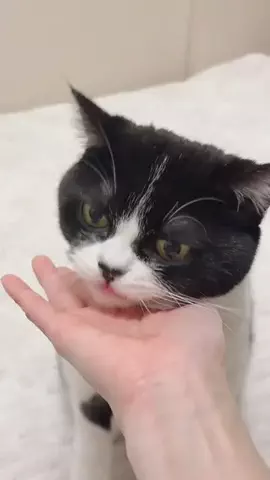 さぶろう🐾猫の着ぐるみ着たおっさんのTikTok投稿
