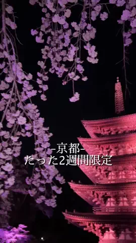 さきえる|お茶と京都の季節の彩り🌸🍵のTikTok投稿